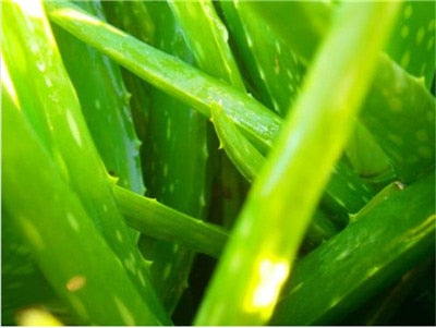 Sale !50 Pcs Green Aloe Vera Plants Edible Beauty Edible Cosmetic Vegetables And Fruit Bonsai Herb Tree Plants For Home & Garden