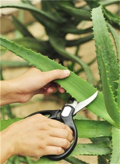 Sale !50 Pcs Green Aloe Vera Plants Edible Beauty Edible Cosmetic Vegetables And Fruit Bonsai Herb Tree Plants For Home & Garden