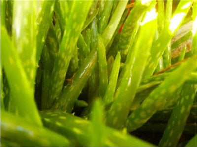 Sale !50 Pcs Green Aloe Vera Plants Edible Beauty Edible Cosmetic Vegetables And Fruit Bonsai Herb Tree Plants For Home & Garden