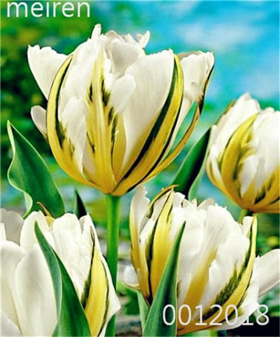 100 Pcs Bonsai Mixed Tulip Plants, flowers seedling outdoor, Semenata of flowers perennial, Planting Simple for Home & Garden