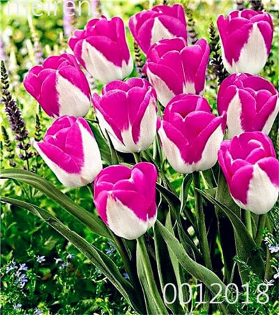100 Pcs Bonsai Mixed Tulip Plants, flowers seedling outdoor, Semenata of flowers perennial, Planting Simple for Home & Garden