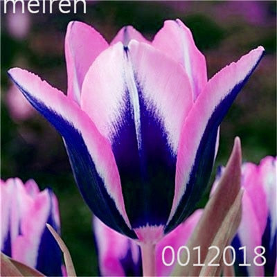 100 Pcs Bonsai Mixed Tulip Plants, flowers seedling outdoor, Semenata of flowers perennial, Planting Simple for Home & Garden