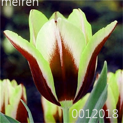 100 Pcs Bonsai Mixed Tulip Plants, flowers seedling outdoor, Semenata of flowers perennial, Planting Simple for Home & Garden