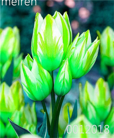 100 Pcs Bonsai Mixed Tulip Plants, flowers seedling outdoor, Semenata of flowers perennial, Planting Simple for Home & Garden