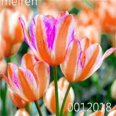 100 Pcs Bonsai Mixed Tulip Plants, flowers seedling outdoor, Semenata of flowers perennial, Planting Simple for Home & Garden