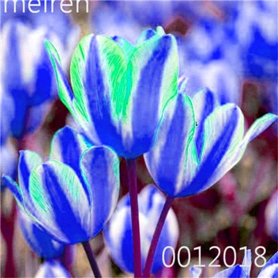 100 Pcs Bonsai Mixed Tulip Plants, flowers seedling outdoor, Semenata of flowers perennial, Planting Simple for Home & Garden