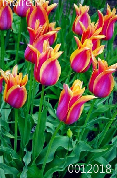 100 Pcs Bonsai Mixed Tulip Plants, flowers seedling outdoor, Semenata of flowers perennial, Planting Simple for Home & Garden
