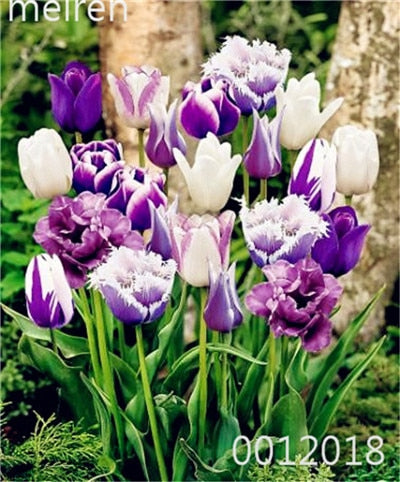 100 Pcs Bonsai Mixed Tulip Plants, flowers seedling outdoor, Semenata of flowers perennial, Planting Simple for Home & Garden
