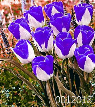 100 Pcs Bonsai Mixed Tulip Plants, flowers seedling outdoor, Semenata of flowers perennial, Planting Simple for Home & Garden