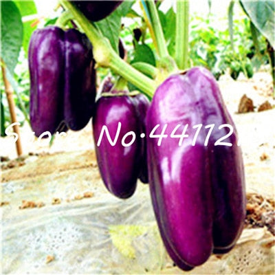 200Pcs Vegetable fruit pepper Bonsai, Giant chili plants + sweet pepper + Carolina Reaper" + hot chilli bonsai plant potted