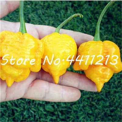 200Pcs Vegetable fruit pepper Bonsai, Giant chili plants + sweet pepper + Carolina Reaper" + hot chilli bonsai plant potted