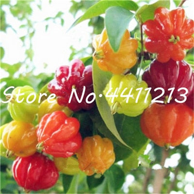 200Pcs Vegetable fruit pepper Bonsai, Giant chili plants + sweet pepper + Carolina Reaper" + hot chilli bonsai plant potted