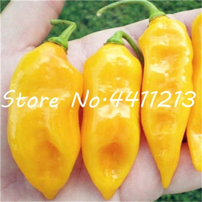 200Pcs Vegetable fruit pepper Bonsai, Giant chili plants + sweet pepper + Carolina Reaper" + hot chilli bonsai plant potted