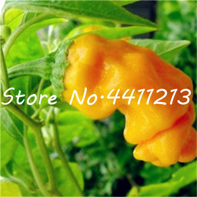 200Pcs Vegetable fruit pepper Bonsai, Giant chili plants + sweet pepper + Carolina Reaper" + hot chilli bonsai plant potted