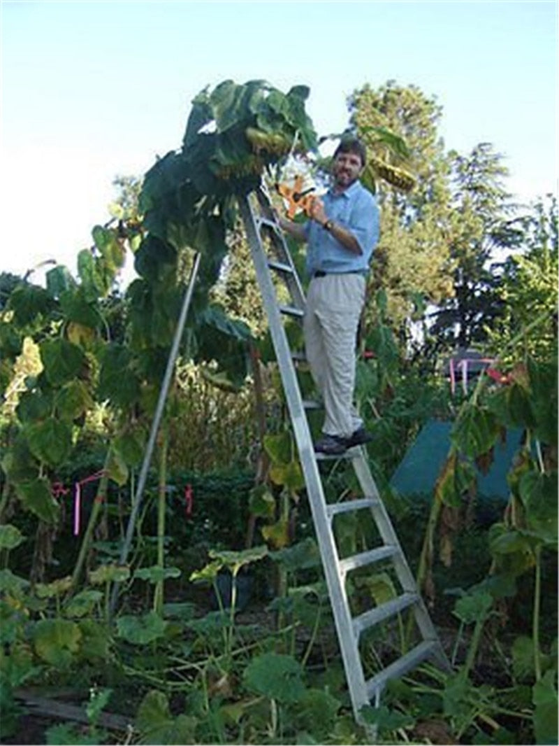 20pcs "8 Feet Tall" Sunflower bonsai Easy To Grow Annual Giant Novel Blooming Plants Home Garden * bonsai Free Shipping