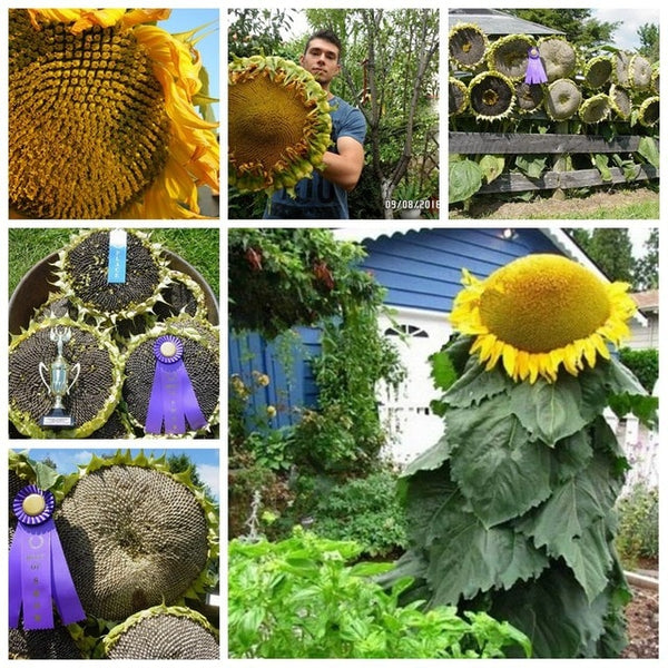 20pcs "8 Feet Tall" Sunflower bonsai Easy To Grow Annual Giant Novel Blooming Plants Home Garden * bonsai Free Shipping