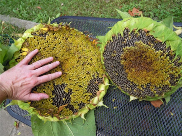 20pcs "8 Feet Tall" Sunflower bonsai Easy To Grow Annual Giant Novel Blooming Plants Home Garden * bonsai Free Shipping