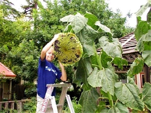 20pcs "8 Feet Tall" Sunflower bonsai Easy To Grow Annual Giant Novel Blooming Plants Home Garden * bonsai Free Shipping