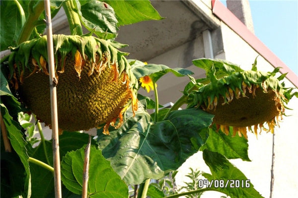20pcs "8 Feet Tall" Sunflower bonsai Easy To Grow Annual Giant Novel Blooming Plants Home Garden * bonsai Free Shipping