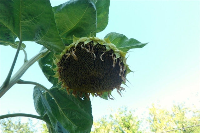 20pcs "8 Feet Tall" Sunflower bonsai Easy To Grow Annual Giant Novel Blooming Plants Home Garden * bonsai Free Shipping