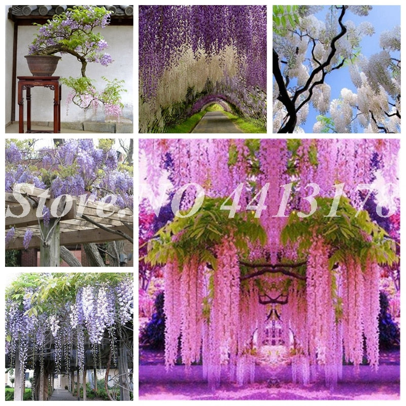 Bonsai 20 Pcs Bonsai Climbing Wisteria Flower Outdoor Courtyard Garden Flowers Japanese Wisteria Fresh Viable Amazing Climber