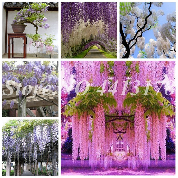 Bonsai 20 Pcs Bonsai Climbing Wisteria Flower Outdoor Courtyard Garden Flowers Japanese Wisteria Fresh Viable Amazing Climber
