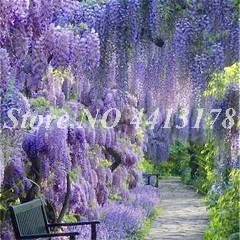 Bonsai 20 Pcs Bonsai Climbing Wisteria Flower Outdoor Courtyard Garden Flowers Japanese Wisteria Fresh Viable Amazing Climber