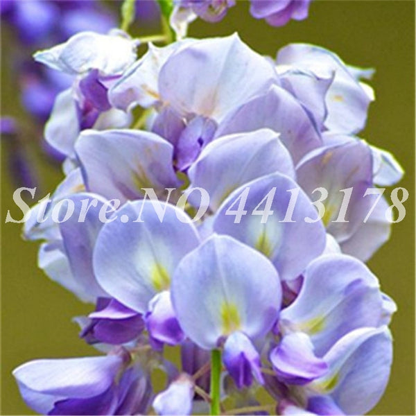 Bonsai 20 Pcs Bonsai Climbing Wisteria Flower Outdoor Courtyard Garden Flowers Japanese Wisteria Fresh Viable Amazing Climber