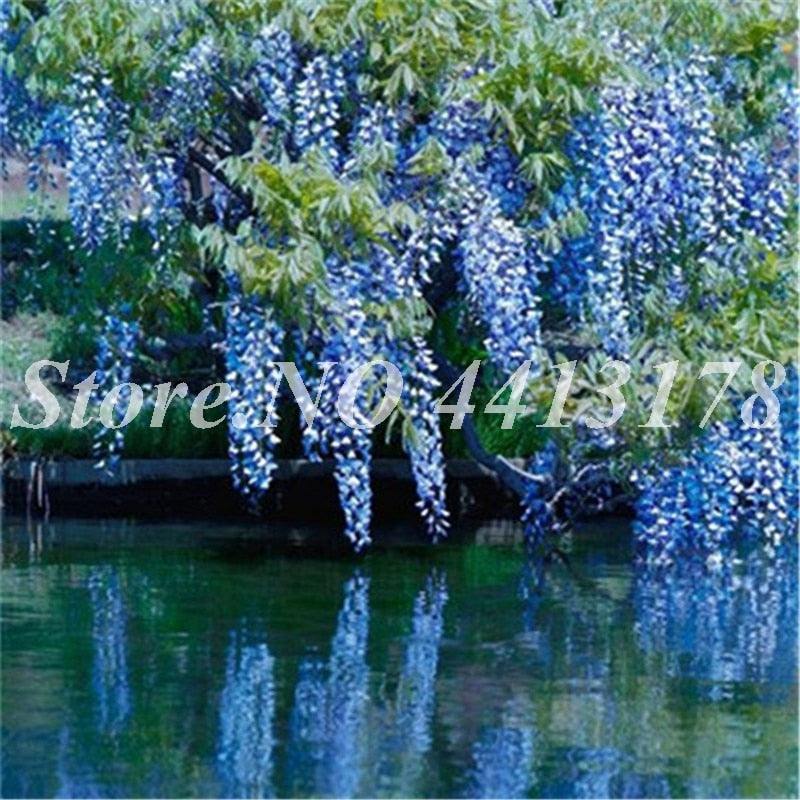 Bonsai 20 Pcs Bonsai Climbing Wisteria Flower Outdoor Courtyard Garden Flowers Japanese Wisteria Fresh Viable Amazing Climber