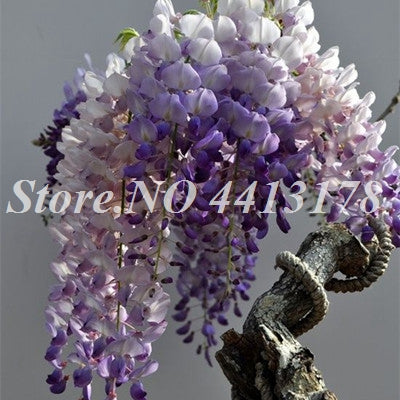 Bonsai 20 Pcs Bonsai Climbing Wisteria Flower Outdoor Courtyard Garden Flowers Japanese Wisteria Fresh Viable Amazing Climber