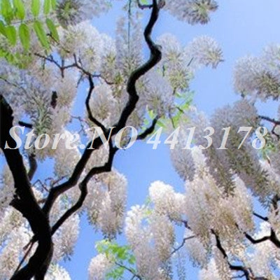 Bonsai 20 Pcs Bonsai Climbing Wisteria Flower Outdoor Courtyard Garden Flowers Japanese Wisteria Fresh Viable Amazing Climber