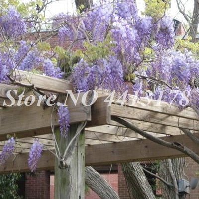Bonsai 20 Pcs Bonsai Climbing Wisteria Flower Outdoor Courtyard Garden Flowers Japanese Wisteria Fresh Viable Amazing Climber