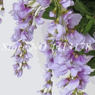 Bonsai 20 Pcs Bonsai Climbing Wisteria Flower Outdoor Courtyard Garden Flowers Japanese Wisteria Fresh Viable Amazing Climber