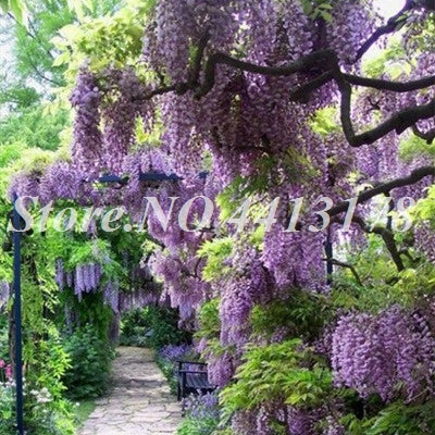 Bonsai 20 Pcs Bonsai Climbing Wisteria Flower Outdoor Courtyard Garden Flowers Japanese Wisteria Fresh Viable Amazing Climber