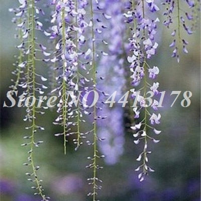Bonsai 20 Pcs Bonsai Climbing Wisteria Flower Outdoor Courtyard Garden Flowers Japanese Wisteria Fresh Viable Amazing Climber