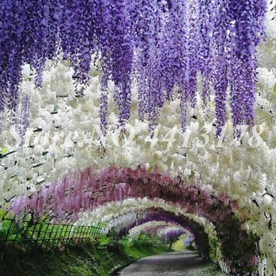 Bonsai 20 Pcs Bonsai Climbing Wisteria Flower Outdoor Courtyard Garden Flowers Japanese Wisteria Fresh Viable Amazing Climber