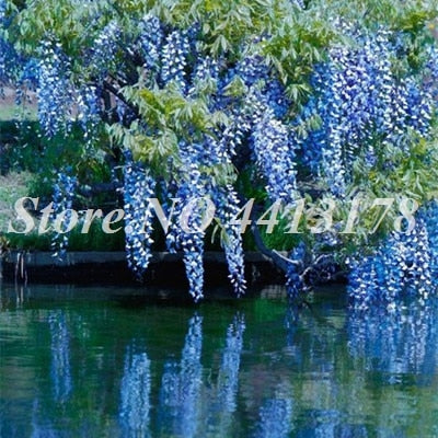 Bonsai 20 Pcs Bonsai Climbing Wisteria Flower Outdoor Courtyard Garden Flowers Japanese Wisteria Fresh Viable Amazing Climber