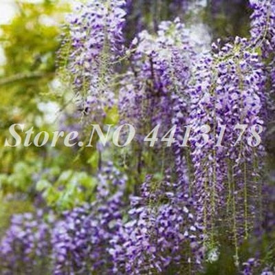 Bonsai 20 Pcs Bonsai Climbing Wisteria Flower Outdoor Courtyard Garden Flowers Japanese Wisteria Fresh Viable Amazing Climber