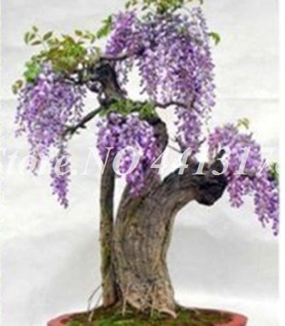 Bonsai 20 Pcs Bonsai Climbing Wisteria Flower Outdoor Courtyard Garden Flowers Japanese Wisteria Fresh Viable Amazing Climber