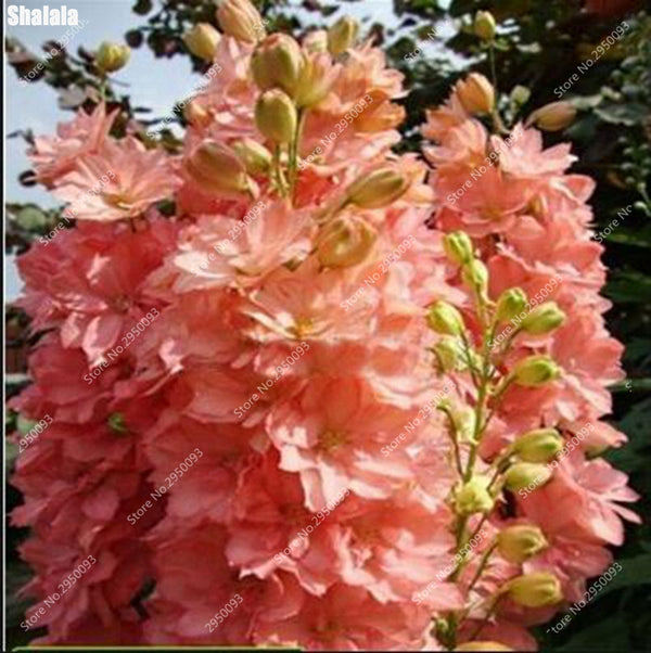 Big Promotion 200 Pcs Mixed Colourful Bonsai Delphinium Potted Flower Japan Beautiful Giant Room Flowers Garden Hardy Plant