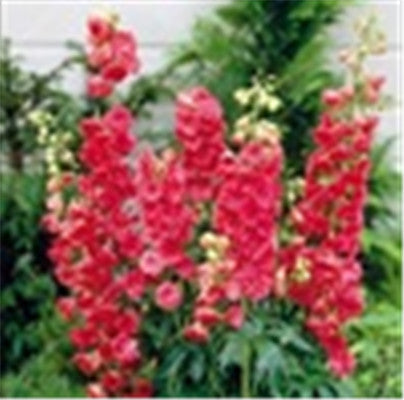 Big Promotion 200 Pcs Mixed Colourful Bonsai Delphinium Potted Flower Japan Beautiful Giant Room Flowers Garden Hardy Plant