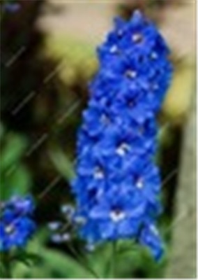 Big Promotion 200 Pcs Mixed Colourful Bonsai Delphinium Potted Flower Japan Beautiful Giant Room Flowers Garden Hardy Plant