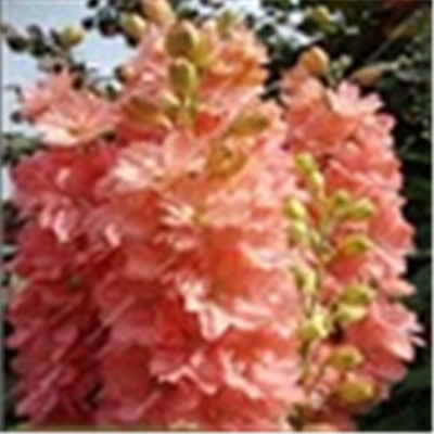 Big Promotion 200 Pcs Mixed Colourful Bonsai Delphinium Potted Flower Japan Beautiful Giant Room Flowers Garden Hardy Plant