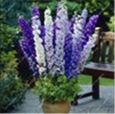 Big Promotion 200 Pcs Mixed Colourful Bonsai Delphinium Potted Flower Japan Beautiful Giant Room Flowers Garden Hardy Plant
