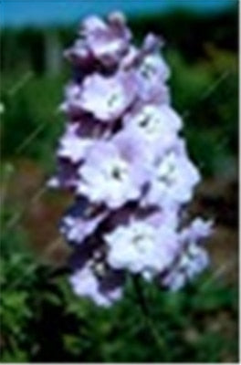 Big Promotion 200 Pcs Mixed Colourful Bonsai Delphinium Potted Flower Japan Beautiful Giant Room Flowers Garden Hardy Plant